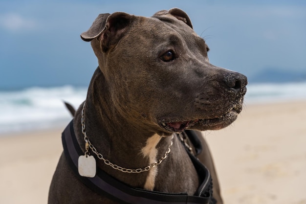 Pit Bull dog playing on the beach Having fun with the ball and digging a hole in the sand Partly cloudy day Selective focus