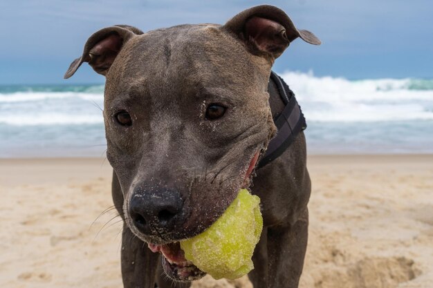 Pit Bull dog playing on the beach Having fun with the ball and digging a hole in the sand Partly cloudy day Selective focus