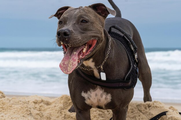 Pit Bull dog playing on the beach Having fun with the ball and digging a hole in the sand Partly cloudy day Selective focus