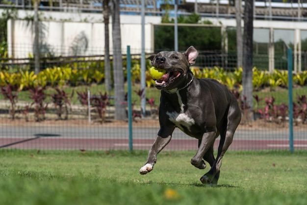 Pit bull dog playing and having fun in the park Grassy floor agility ramp ball Selective focus Dog park Sunny day