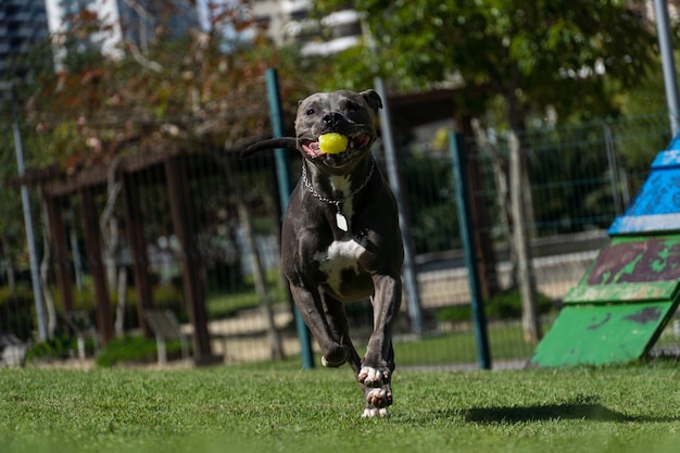 Pit bull dog playing and having fun in the park Grassy floor agility ramp ball Selective focus Dog park Sunny day