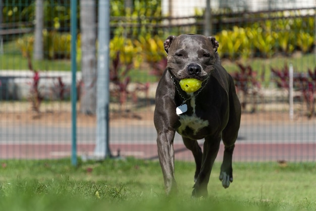 Pit bull dog playing and having fun in the park Grassy floor agility ramp ball Selective focus Dog park Sunny day