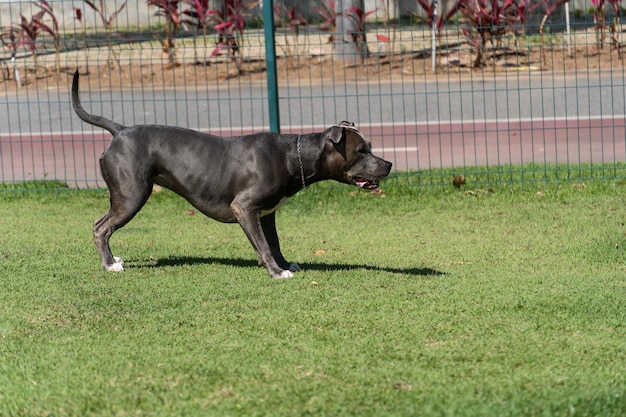 Pit bull dog playing and having fun in the park Grassy floor agility ramp ball Selective focus Dog park Sunny day