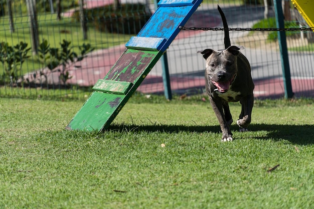 Pit bull dog playing and having fun in the park Grassy floor agility ramp ball Selective focus Dog park Sunny day