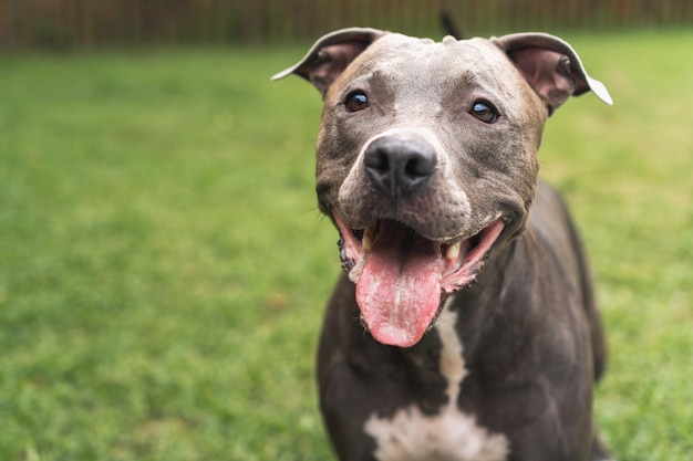 Pit bull dog playing and having fun in the park Green grass wooden stakes around Selective focus