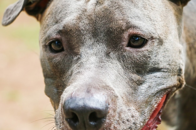 Pit bull dog playing and having fun in the park. Selective focus.