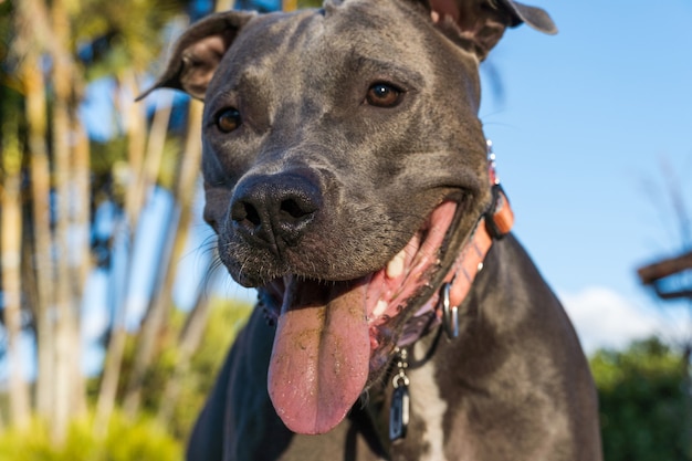 Pit bull dog playing in an open field at sunset. Pitbull blue nose in sunny day with green grass and beautiful view in the background. Selective focus.