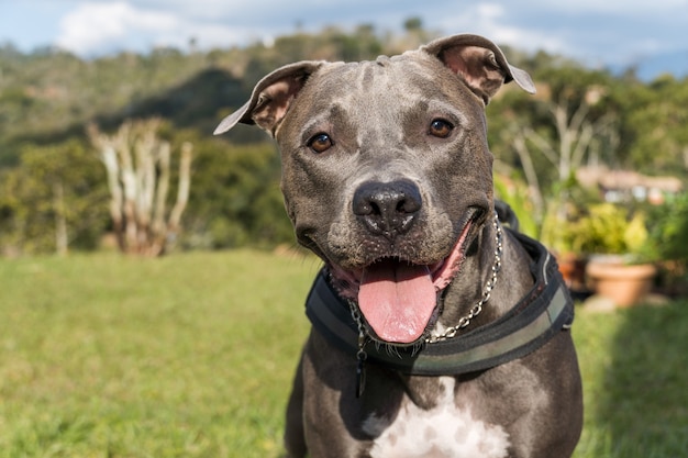 Pit bull dog playing in an open field at sunset. Pitbull blue nose in sunny day with green grass and beautiful view in the background. Selective focus.