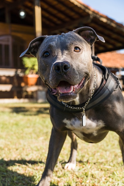 Pit bull dog playing in an open field at sunset. Pitbull blue nose in sunny day with green grass and beautiful view in the background. Selective focus.