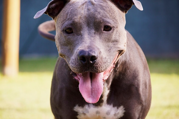 Pit bull dog playing in the park. Dog place with green grass. Toys like a ramp for him to exercise.