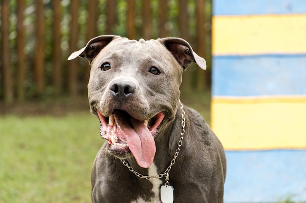 Pit bull dog playing in the park. Dog place with green grass. Toys like a ramp for him to exercise.