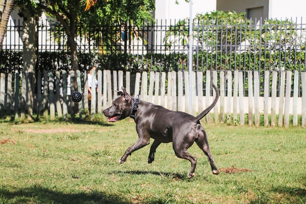 Pit bull dog playing in the park. Grassy area for dogs with exercise toys.