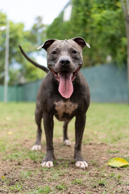 Pit bull dog playing in the park Grassy area for dogs with exercise toys