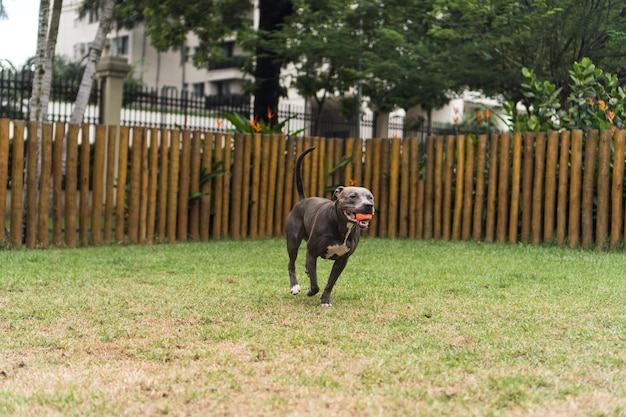 Pit bull dog playing in the park. Green grass, dirt floor and wooden stakes all around. Selective focus.