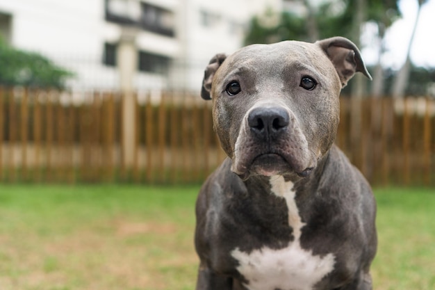 Pit bull dog playing in the park Green grass and wooden stakes all around Selective focus