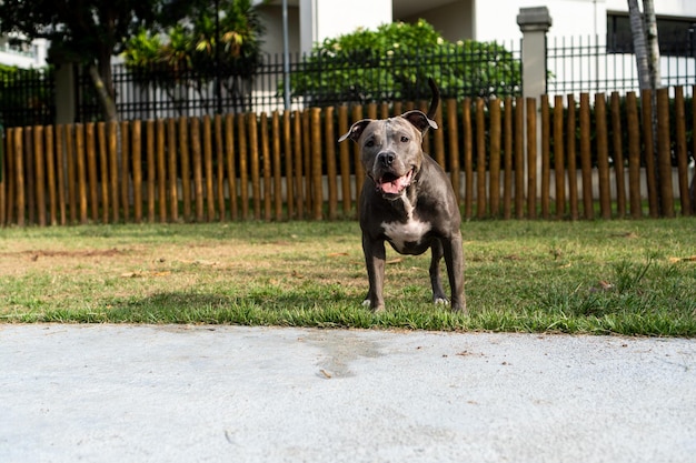 Pit bull dog playing in the park Green grass and wooden stakes all around Selective focus