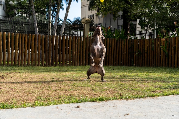 Pit bull dog playing in the park Green grass and wooden stakes all around Selective focus