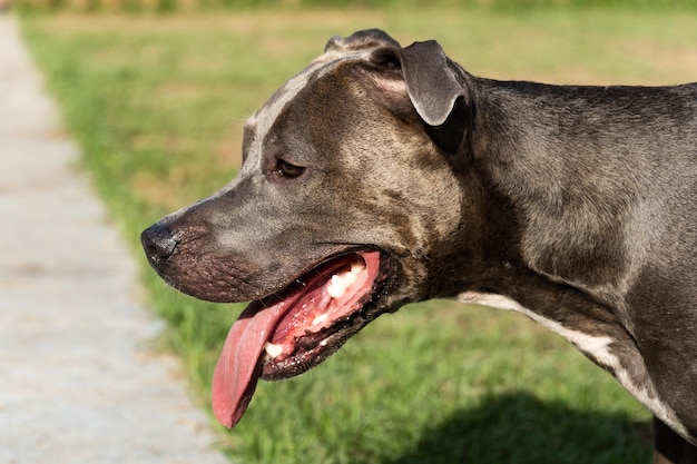 Pit bull dog playing in the park Green grass and wooden stakes all around Sunset Blue nose Selective focus