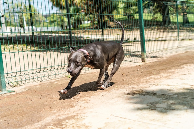 Pit bull dog playing in the park The pitbull takes advantage of the sunny day to have fun