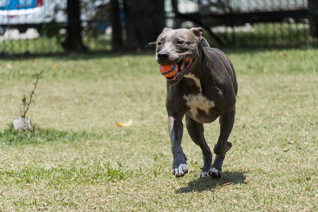 Pit bull dog playing in the park on a sunny day. Selective focus.