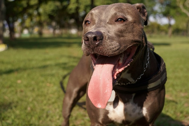 pit bull dog playing in the park at sunset sunny day and open countryside with lots of nature