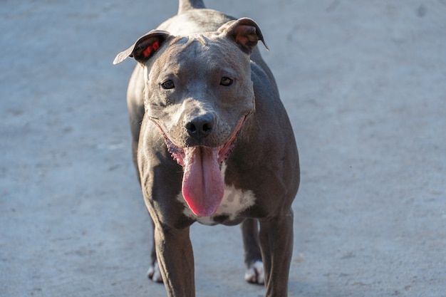 Photo pit bull dog playing in the park at sunset.