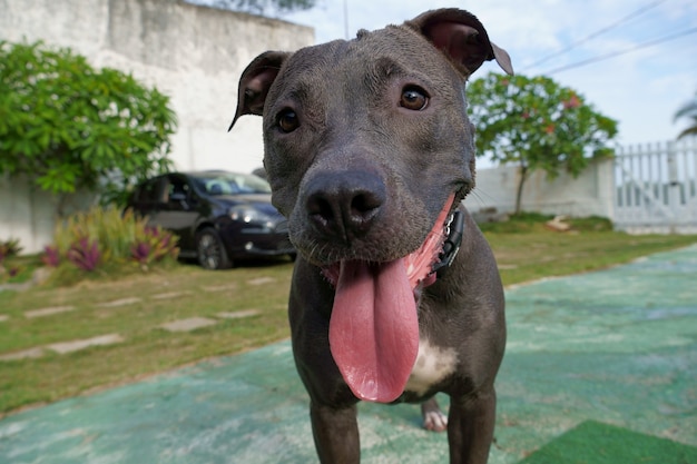 Pit bull dog playing with the ball in the garden of the house