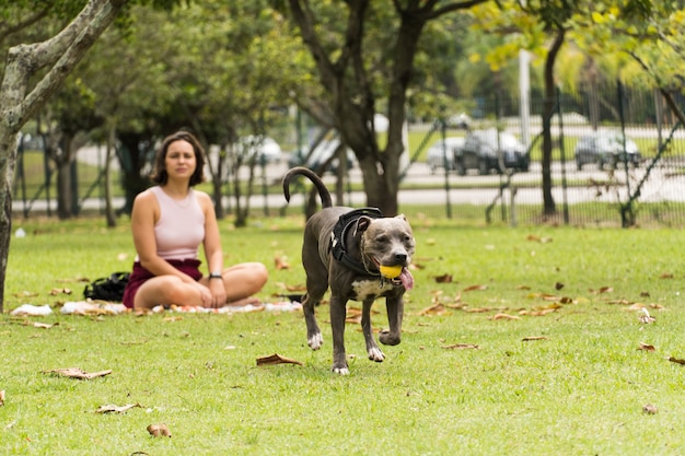 Pit bull dog playing with a young girl and having fun in the park. Cloudy day. Selective focus.