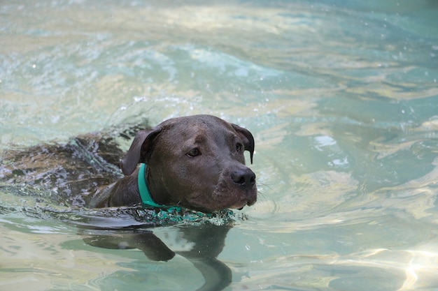 Pit bull dog swimming in the pool in the park. Sunny day in Rio de Janeiro.