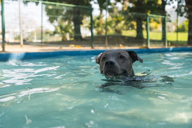 Pit bull dog swimming in the pool in the park. Sunny day in Rio de Janeiro.