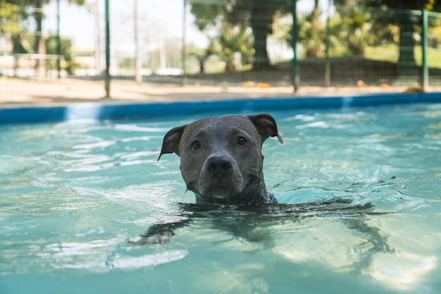 Pit bull dog swimming in the pool in the park. Sunny day in Rio de Janeiro.