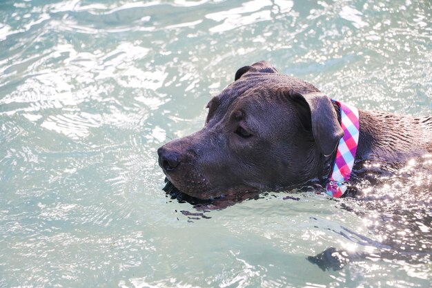 Pit bull dog swimming in the pool in the park. Sunny day in Rio de Janeiro.