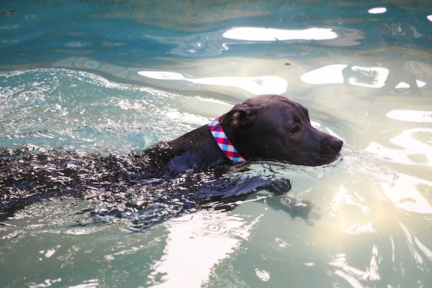 Pit bull dog swimming in the pool in the park. Sunny day in Rio de Janeiro.