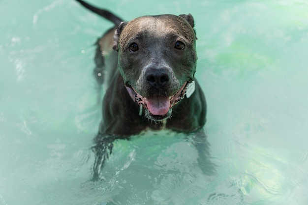 Pit bull dog swimming in the pool in the park Sunny day