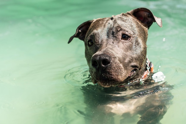 Pit bull dog swimming in the pool in the park Sunny day