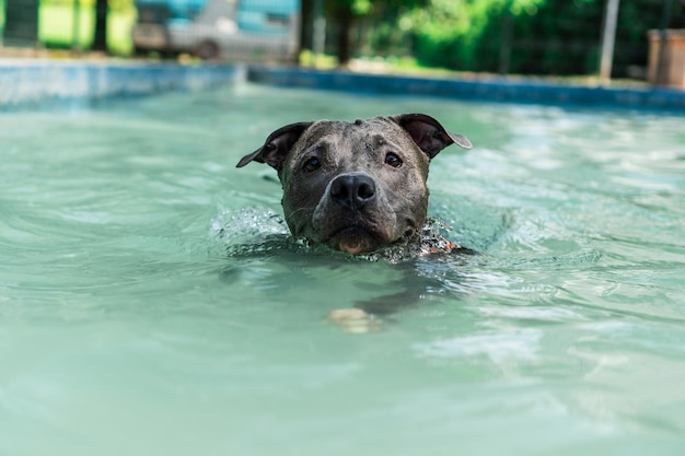 Pit bull dog swimming in the pool in the park Sunny day