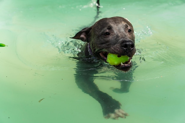 Pit bull dog swimming in the pool in the park Sunny day