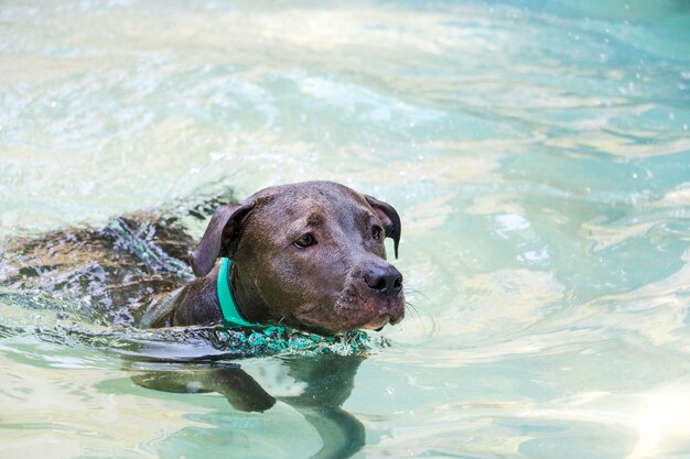 Pit bull dog swimming in pool on sunny day.