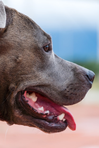 Pit bull dog walking in Barra da Tijuca park, Rio de Janeiro. Orange cement floor, some gymnasiums and trees around. Cloudy day. Selective focus.