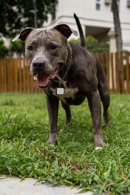 Pit bull dog walking and playing in the park Green grass and wooden stakes around Cloudy day Blue nose pit bull Selective focus