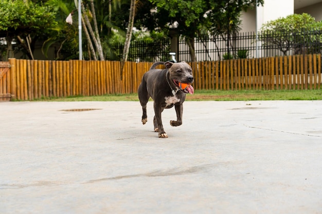 Pit bull dog walking and playing in the park Green grass and wooden stakes around Cloudy day Blue nose pit bull Selective focus