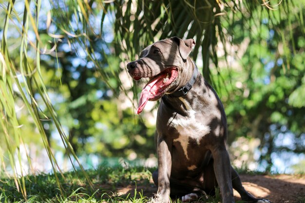 Pit bull puppy dog playing and having fun in the park. Selective focus.