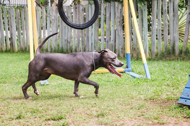 Pit bull puppy dog playing and having fun in the park. Selective focus.