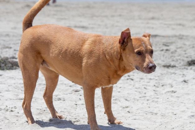 Pit bull shiba inu mix playing at dog beach