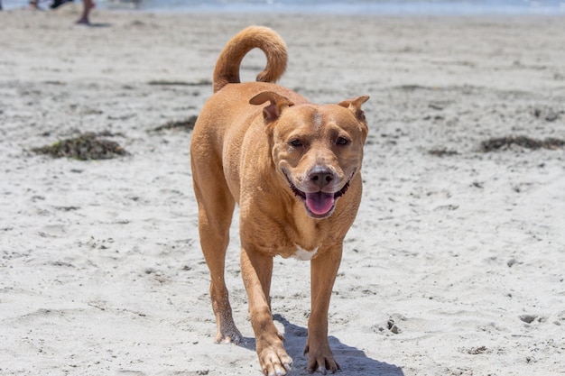 Pit bull shiba inu mix playing at dog beach