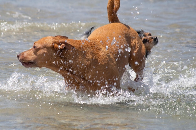 Pit bull shiba inu mix playing at dog beach