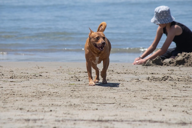 Pit bull shiba inu mix playing at dog beach