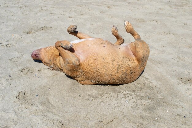 Pit bull shiba inu mix playing in the sand and swimming at dog beach