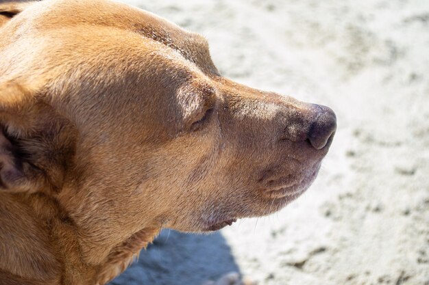 Pit bull shiba inu mix playing in the sand and swimming at dog beach