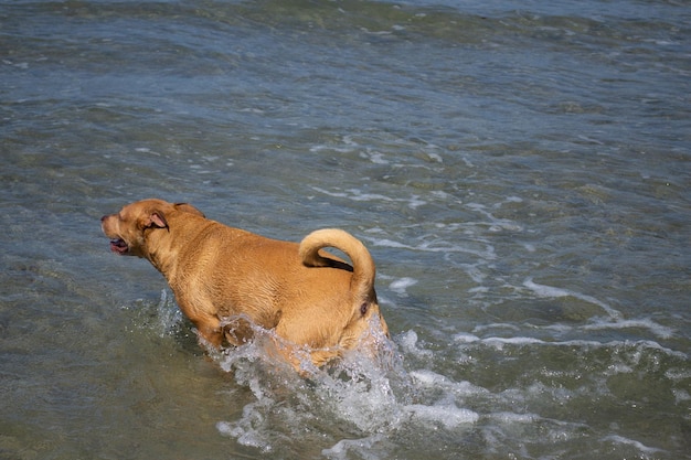 Pit bull shiba inu mix playing in the sand and swimming at dog beach